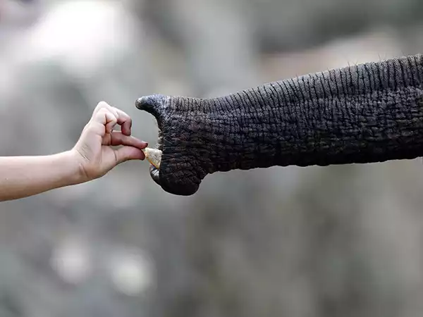 parc-zoo-de-beauval