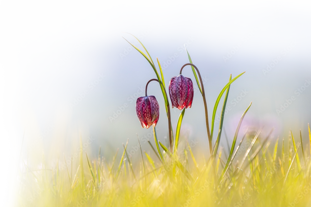 fond dessin fleurs