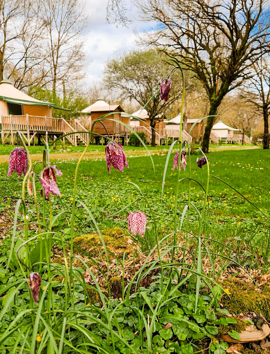fleurs flore locale la fritillaire camping